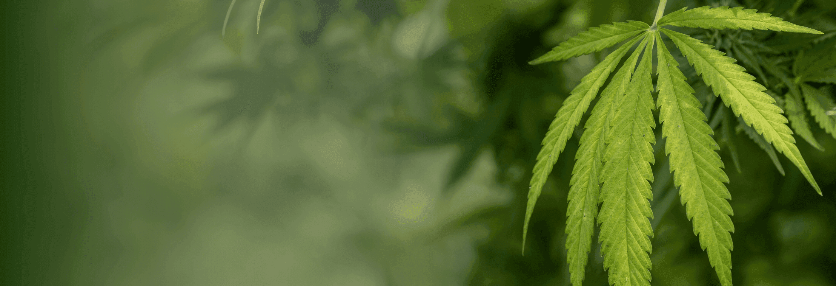 Nahaufnahme eines Hanfblatts vor grünem Hintergrund