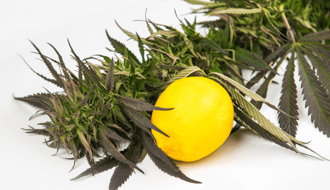 Eine frische Zitrone liegt auf Hanfblättern.